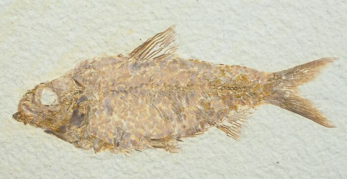 Inch Knightia Fossil Fish #4685